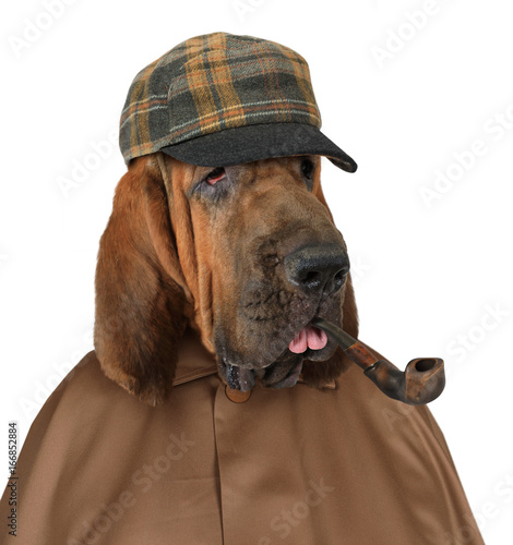 Fototapeta Naklejka Na Ścianę i Meble -  Bloodhound dog with a pipe