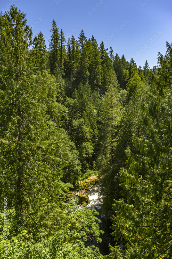 River among dense trees in Washington River among dense trees in Washington