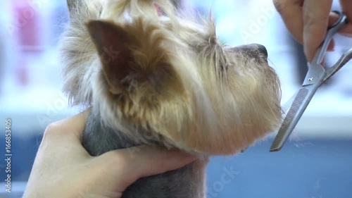 Haircut dog hair of Yorkshire terrier in pet salon. Slow motion