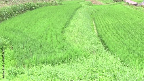 棚田