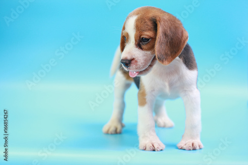 2 months beagle puppy sit down and looking camera on blue screen 