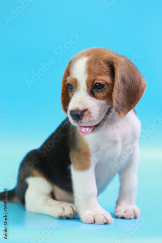 2 months beagle puppy sit down and looking camera on blue screen 