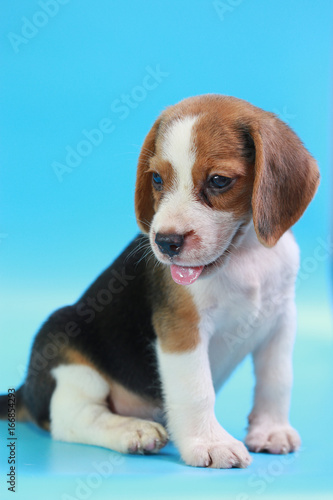 2 months beagle puppy sit down and looking camera on blue screen  © Sigma s