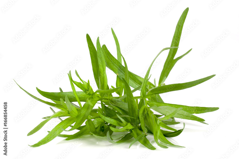 Fototapeta premium estragon na białym tle na białym tle. Artemisia dracunculus