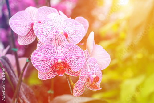 Fototapeta Naklejka Na Ścianę i Meble -  Orchid flower in garden at winter spring for postcard beauty. agriculture idea concept design. Orchids are export business products of Thailand that make a lot of money. Color effect.