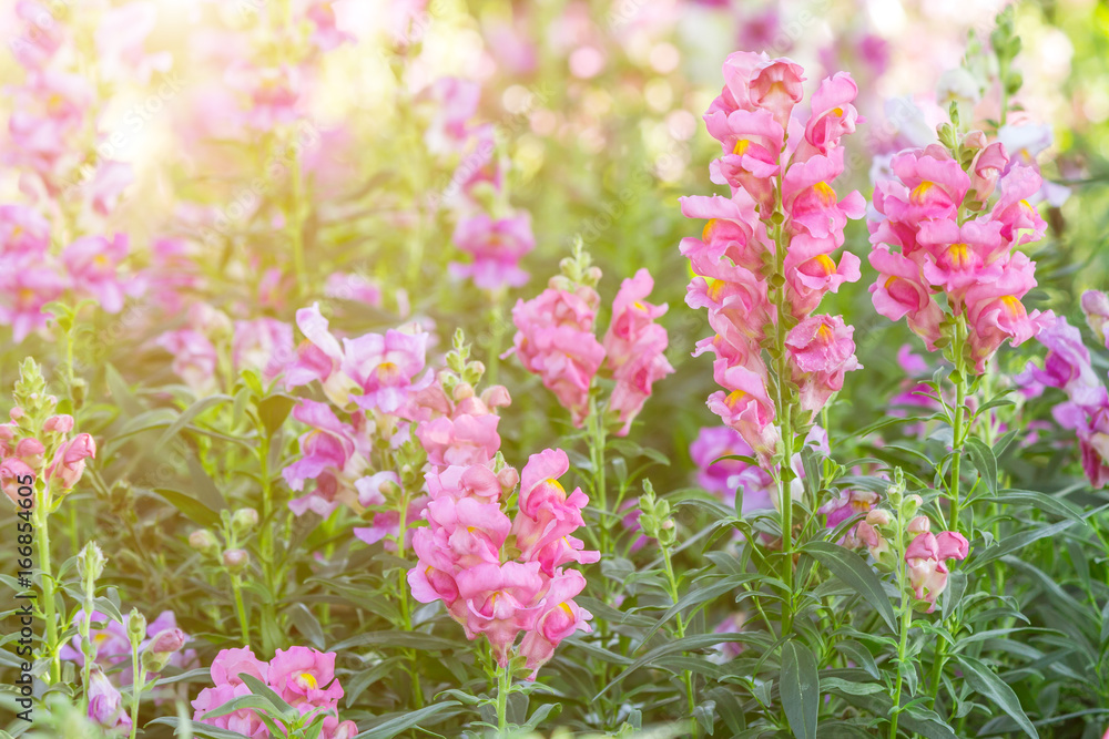 Beautiful flower and green leaf background in garden with sunlight at sunny summer or spring day for postcard. beauty decoration and agriculture idea concept design. Beautiful flower and green leaf background in garden with sunlight at sunny summer or spring day for postcard. beauty decoration and agriculture idea concept design.