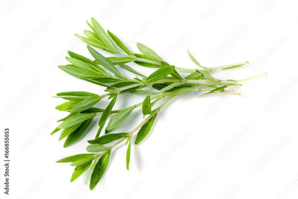 Fototapeta premium Thyme fresh herb isolated on white background