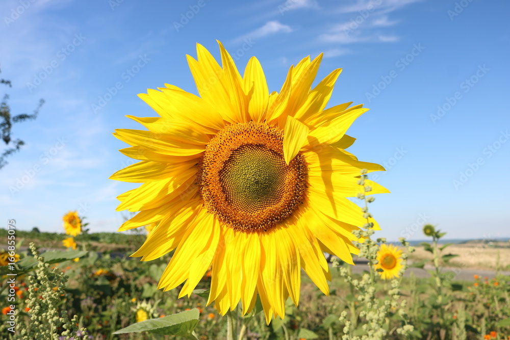 Sonnenblumen auf dem Feld und Blauer Himmel Sonnenblumen auf dem Feld und Blauer Himmel