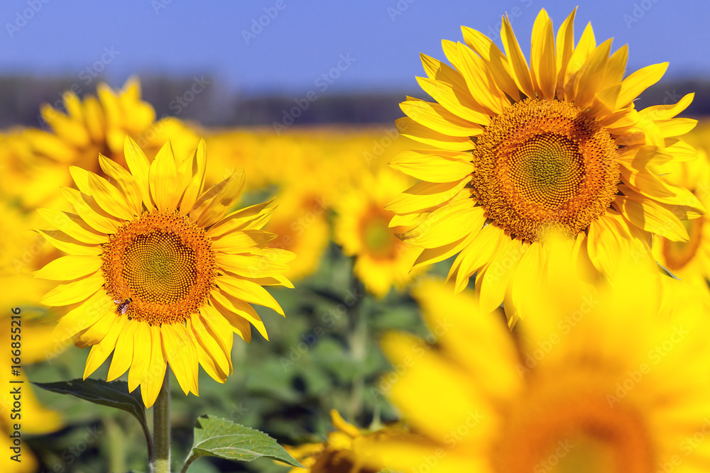 Fototapeta premium Bright yellow young sunflower in a sunflower field in a summer sunny day, in the background a green forest and clear blue sky bees of clouds, summer nature, a field of flowers
