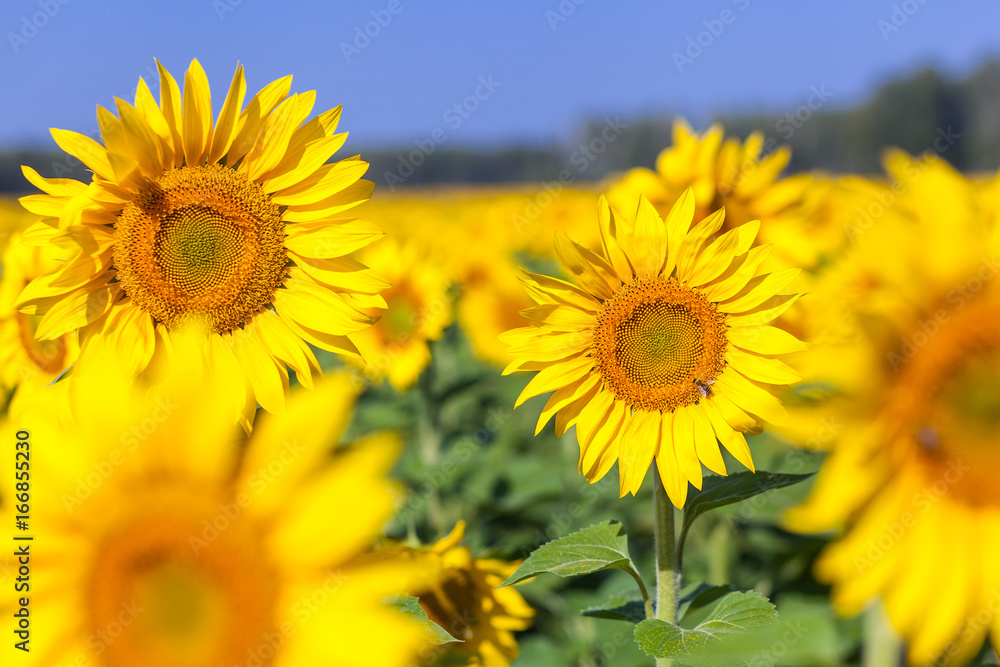 Field of their bright yellow young sunflowers in a summer sunny day, in the background a green forest and clear blue sky bees of clouds, summer nature, field of flowers Field of their bright yellow young sunflowers in a summer sunny day, in the background a green forest and clear blue sky bees of clouds, summer nature, field of flowers