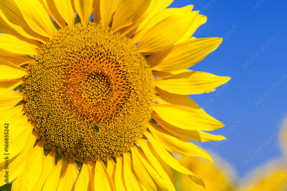 Naklejka premium A bee flies near a sunflower, A close-up of one young bright yellow sunflower on a sunflower field in a warm sunny day, the background is blurred, a blue noob