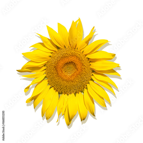 One Brightly yellow sunflower on a white isolated background, unripened sunflower with yellow center