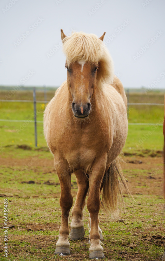 Fototapeta premium Icelandic horses standing in a field,Iceland.