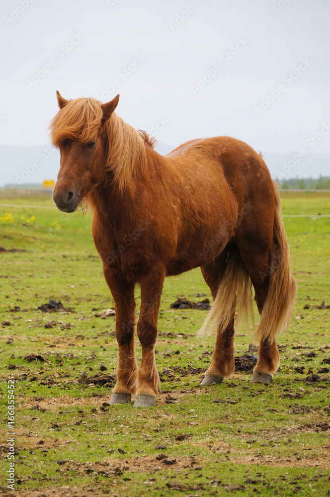Icelandic horses standing in a field,Iceland. Icelandic horses standing in a field,Iceland.