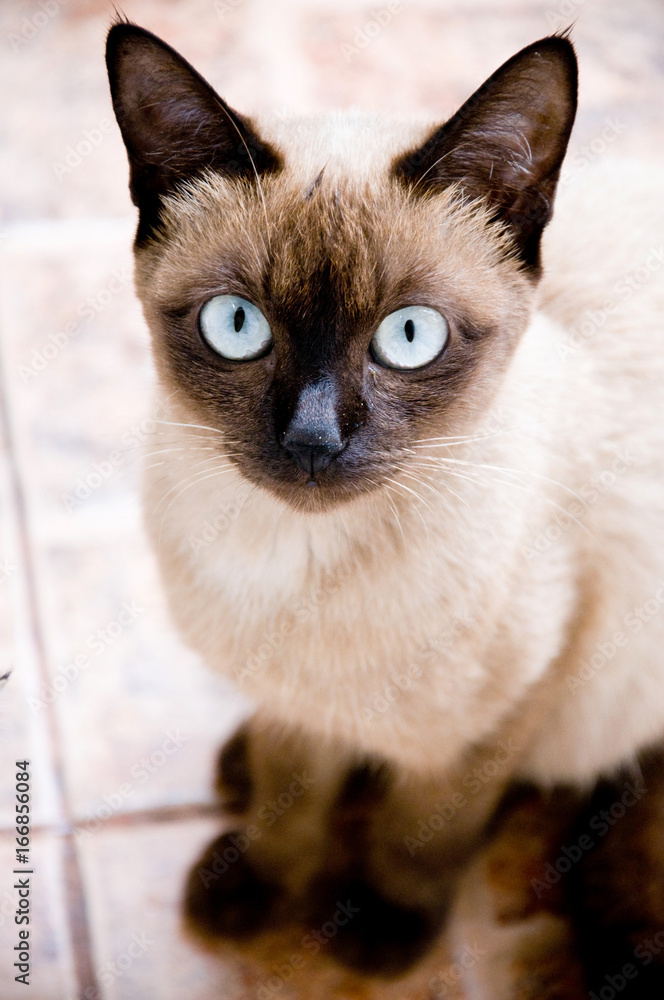 Siamese Cat, Thai street cat.