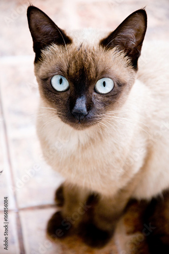 Siamese Cat  Thai street cat.