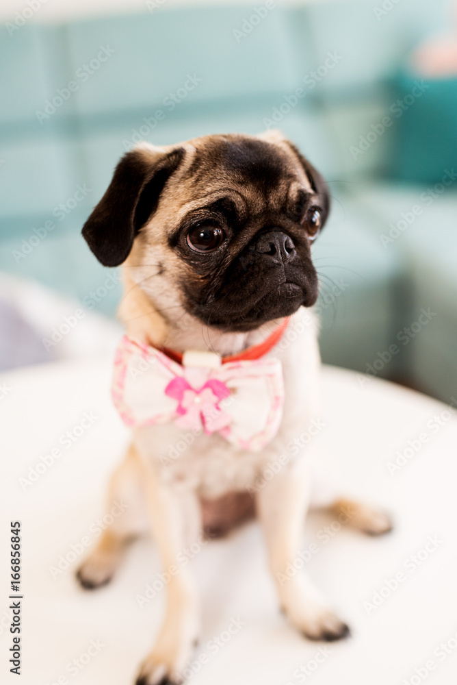 Female Pug with sad look on her face.