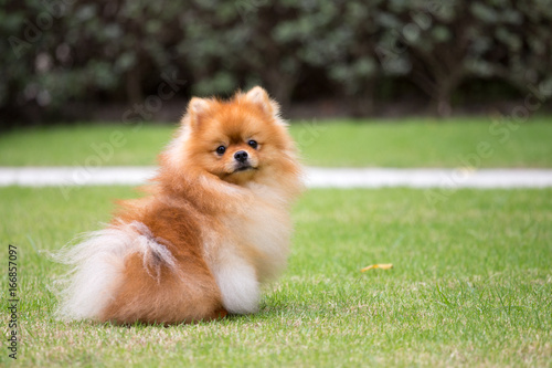 Sticker Pomeranian dog in the garden