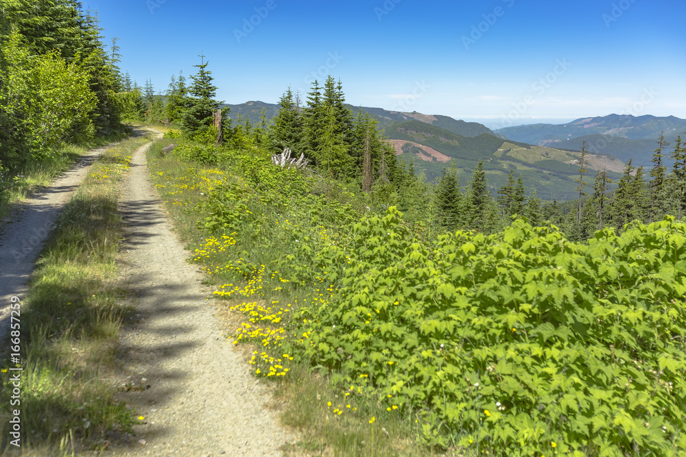 Obraz premium A dirt road path meanders along a mountain meadow on a sunny day