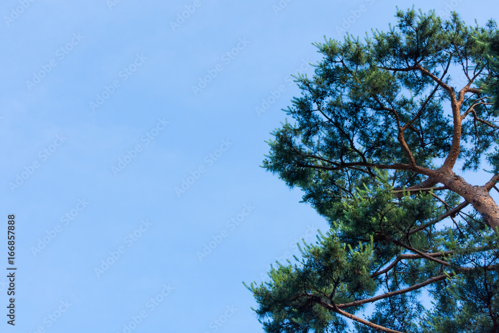 Obraz premium 青空 松