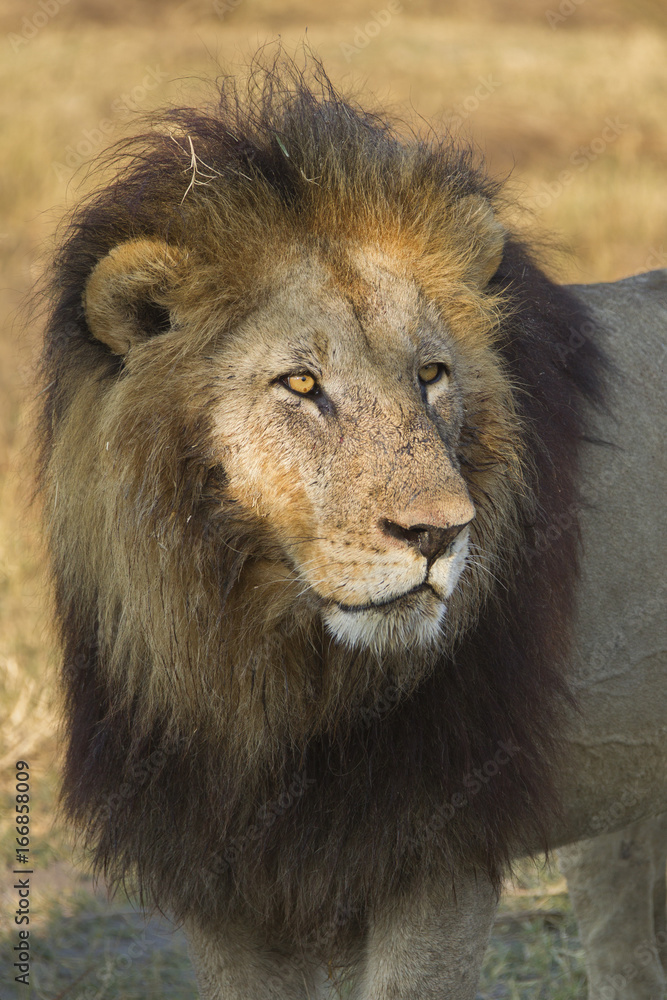 African lion, Botswana, Africa