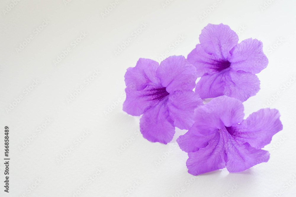 close up triple purple flower on white background, Cool and calm.