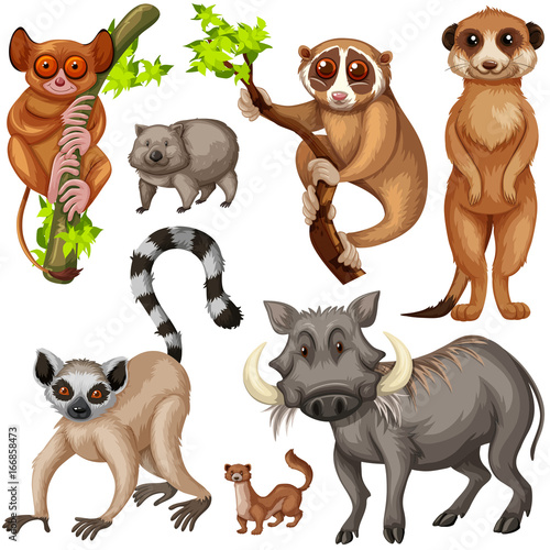 Different types of wild animals on white background