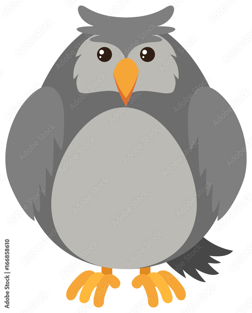 Obraz premium Gray owl on white background