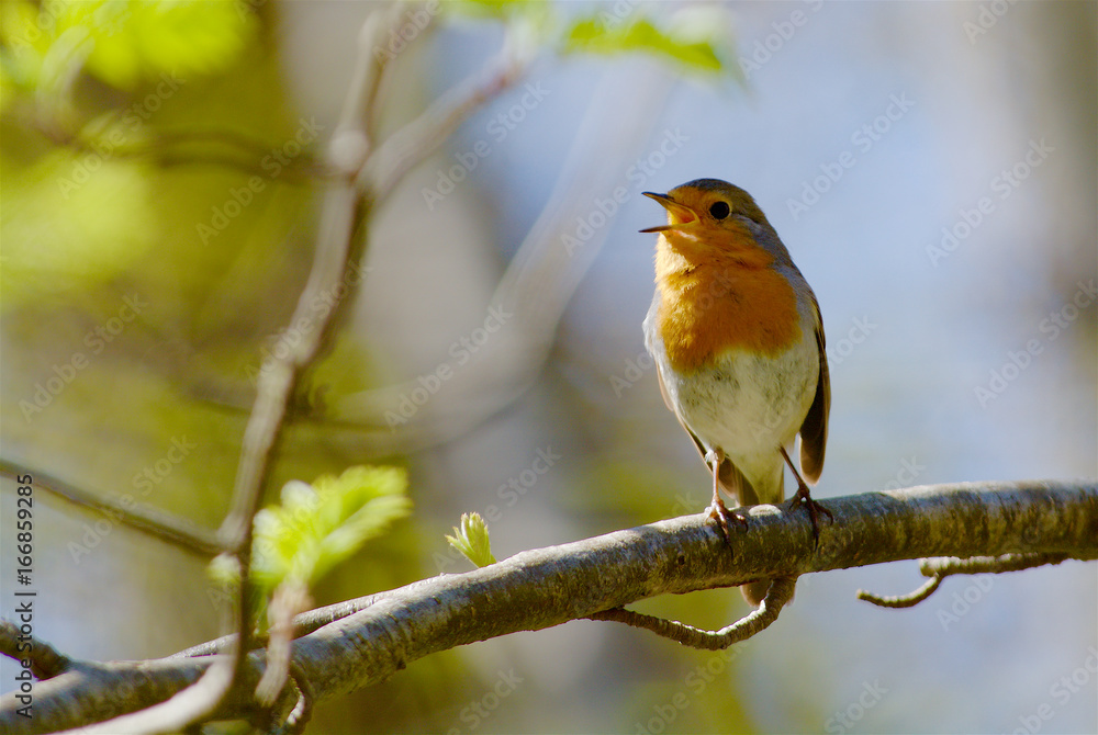 Singing robin bird in Sweden Singing robin bird in Sweden