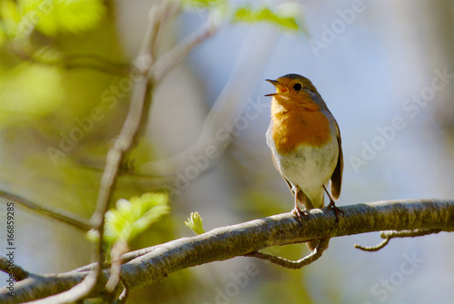 Singing robin bird in Sweden