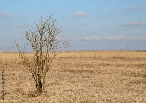 Schilff an der Nordsee photo