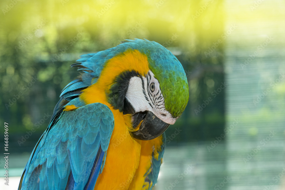 Obraz premium Close up blue and gold macaw 