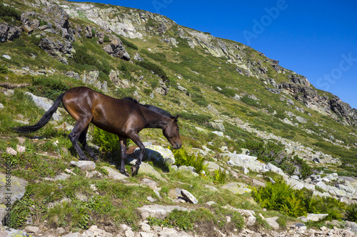Horse on rocky Rila mountain © Marko Rupena