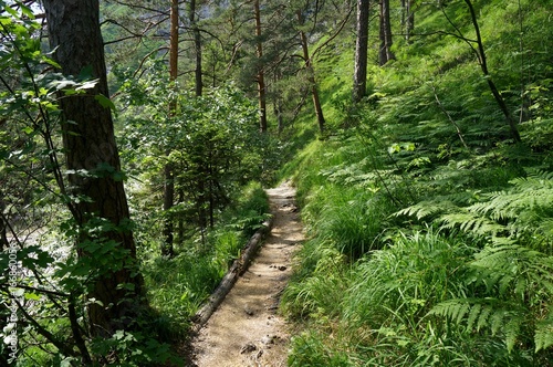 Idyllischer Wanderweg durch den Wald