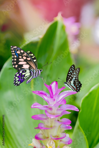 Beautiful butterflies perching on a flower