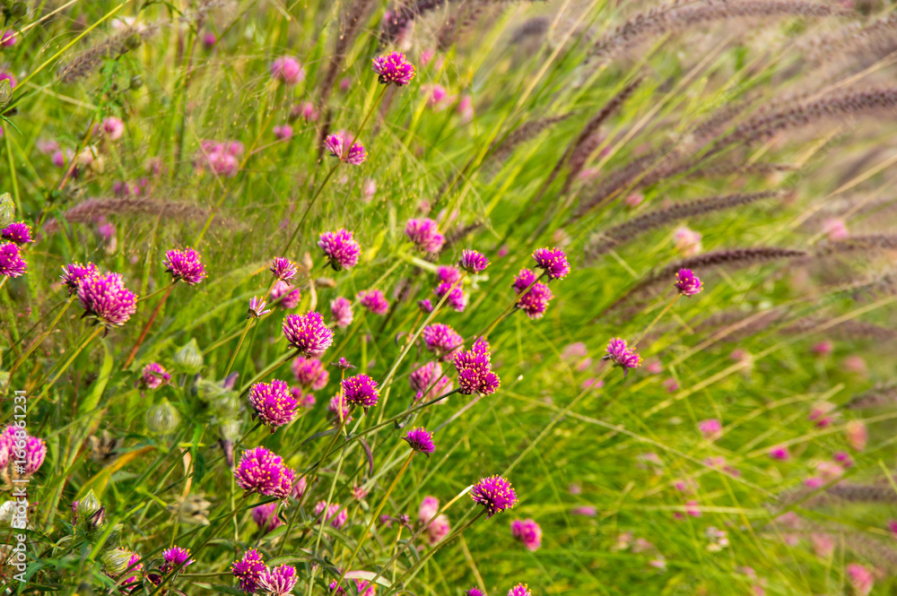 Blooming pink clover