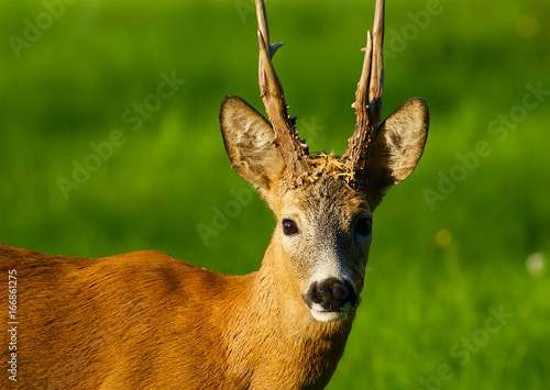 Fototapeta Naklejka Na Ścianę i Meble -  Roe deer in Sweden