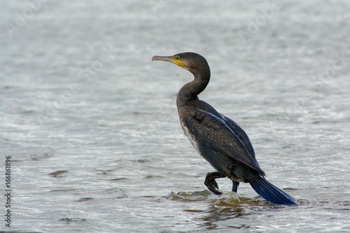 Great Cormorant on the west coast in Sweden