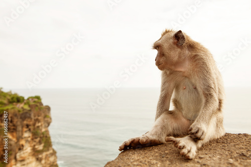 sad monkey sits on the rock on Bali island and  thinks and looks in empty space