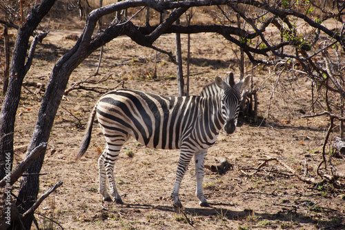 zebra in south african bush