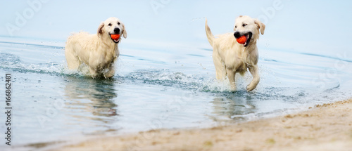 Fototapeta Naklejka Na Ścianę i Meble -  A dog runs the beach in a spray of water, a golden retriever