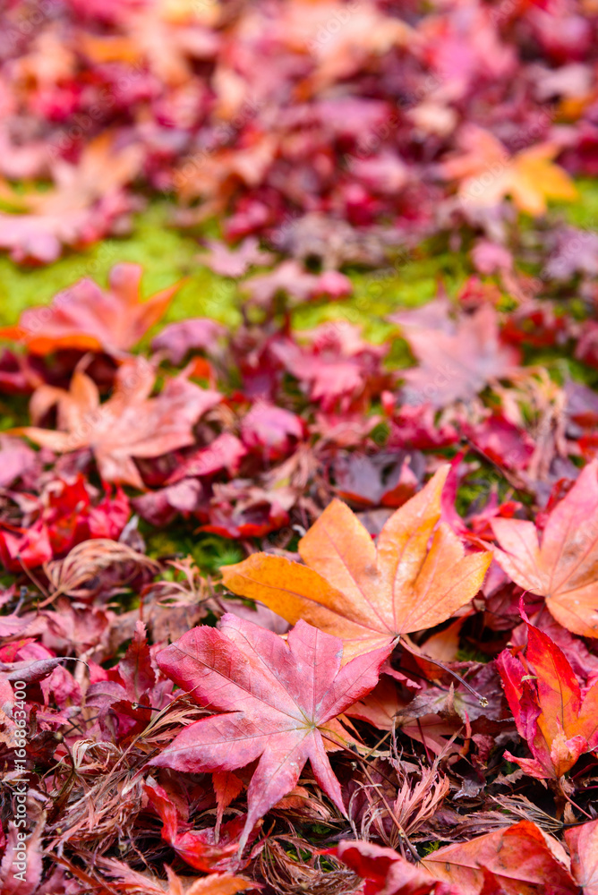 The beautiful autumn color of Japan. japanese red maple leaves fall on green grass background. The beautiful autumn color of Japan. japanese red maple leaves fall on green grass background.