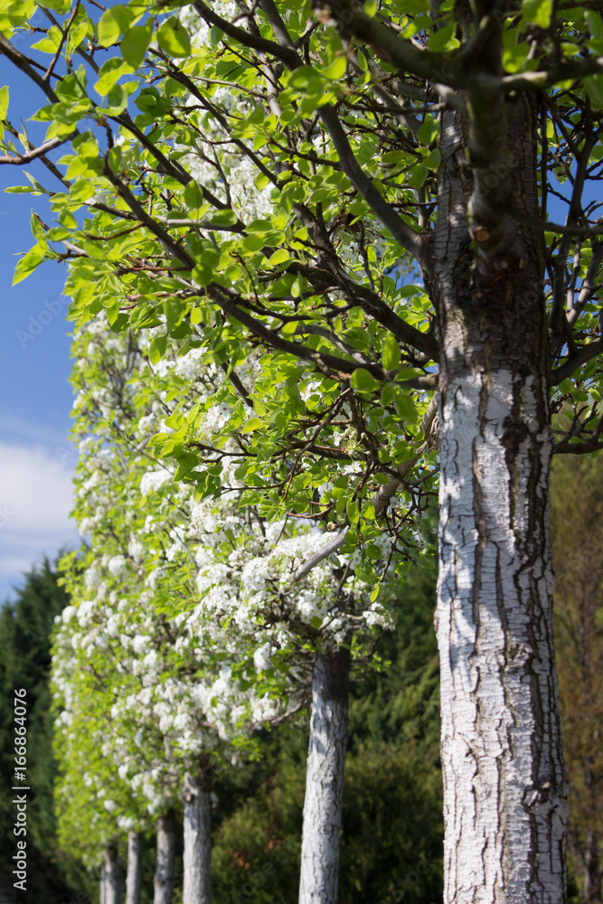 Fototapeta premium frühling