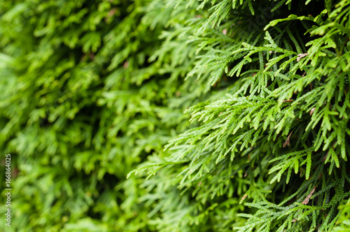 Green hedge of thuja (cypress, juniper) on summer sunlight closeup. Green natural textured background.