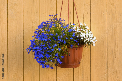 Lobelia. Flowers in a pot on the wall of the house