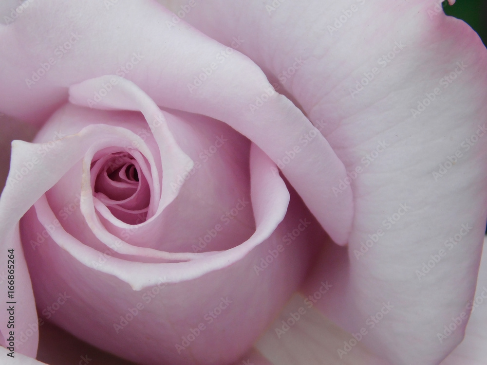 Close-up of a beautiful varietal pastel-pink rose