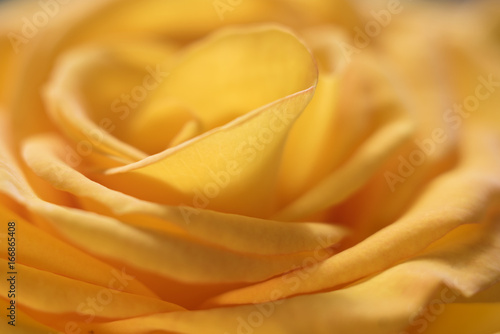 Background of a yellow rose soft focus macro