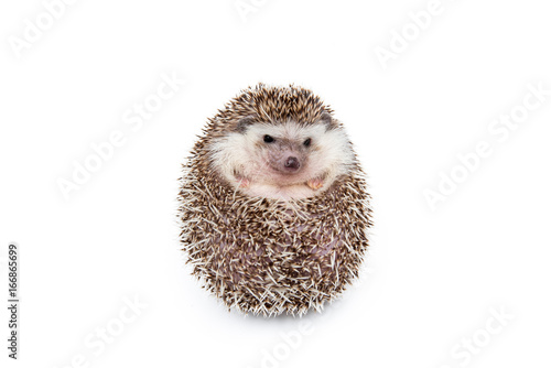 Hedgehog on the White Background