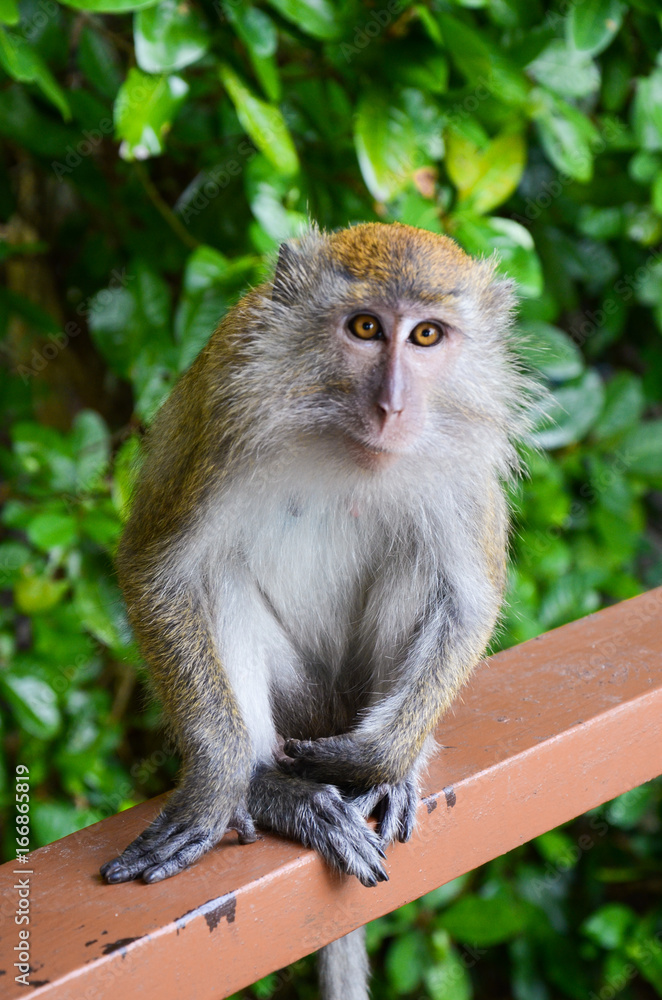 Obraz premium Macaque