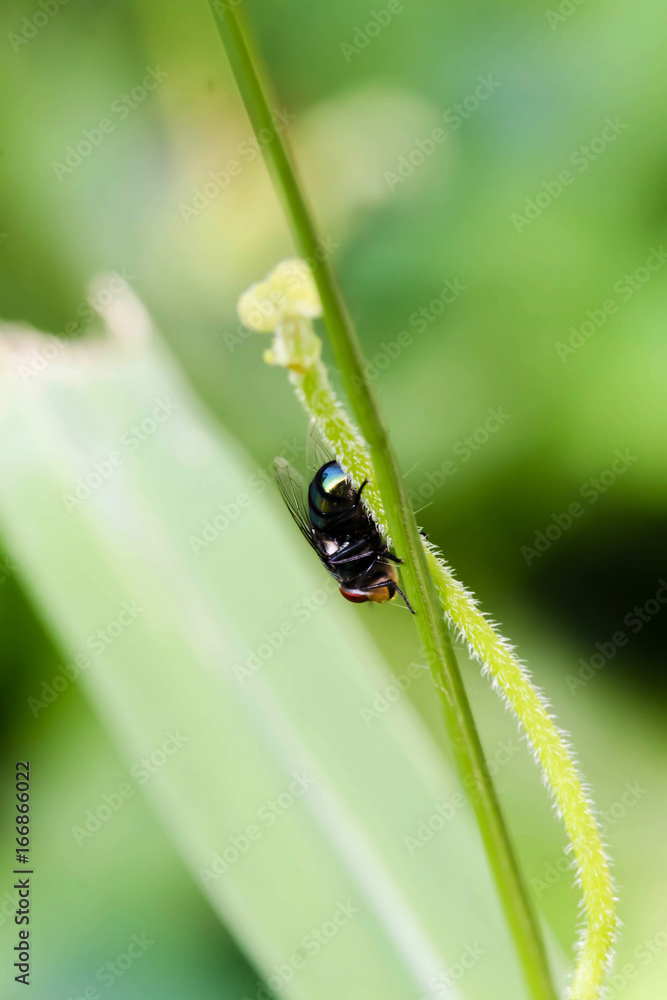 Close up Black single Housefly on the green leaf Close up Black single Housefly on the green leaf